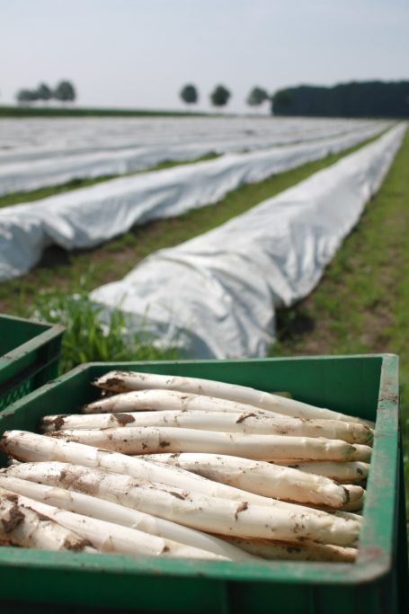 Erntefrischer Spargel