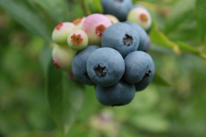 Frische Heidelbeeren